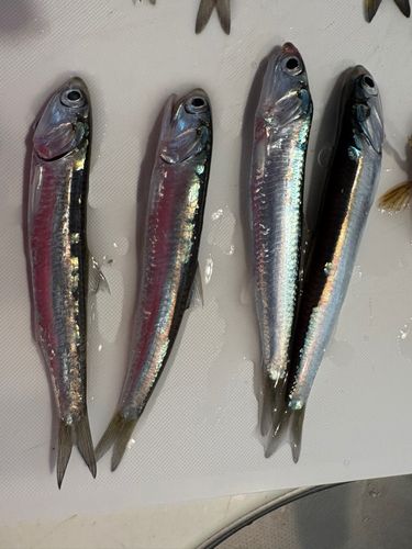 カタクチイワシの釣果