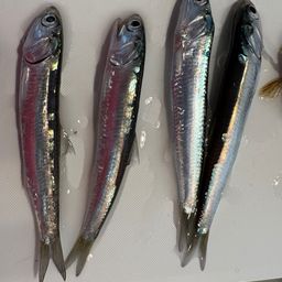 カタクチイワシ