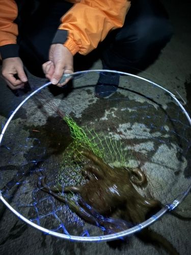 タコの釣果