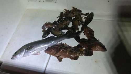 カサゴの釣果