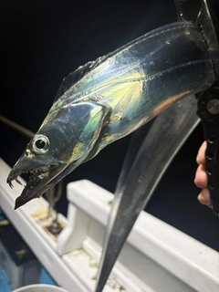 タチウオの釣果