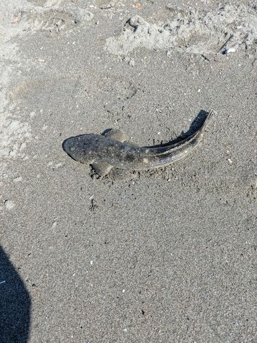 新舞子海岸（富津）