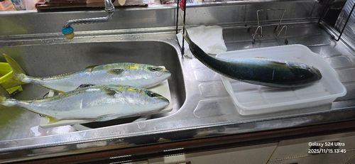 イナダの釣果
