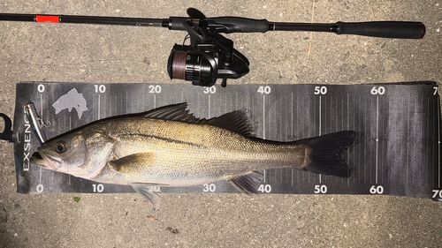 シーバスの釣果