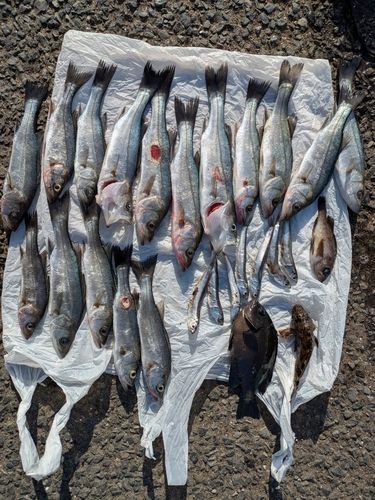 若洲海浜公園海釣り施設