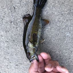 スモールマウスバス