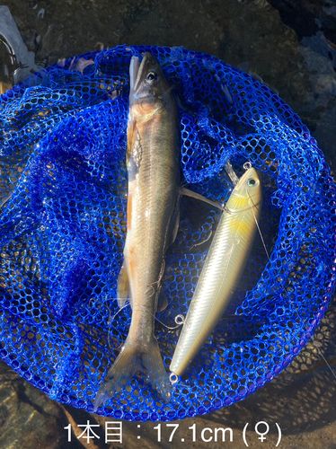 アユの釣果