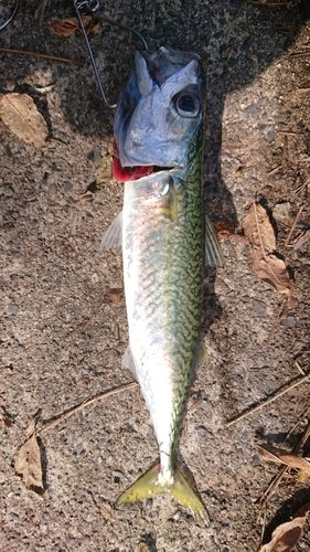 サバの釣果