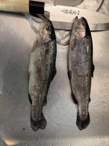 ベリーパーク in FISH ON! 王禅寺