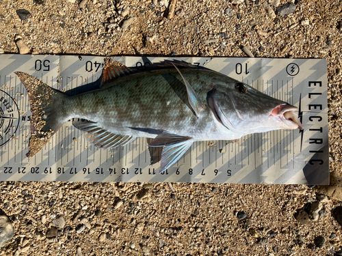 キツネフエフキの釣果