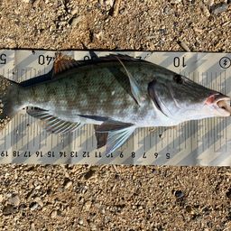 キツネフエフキ