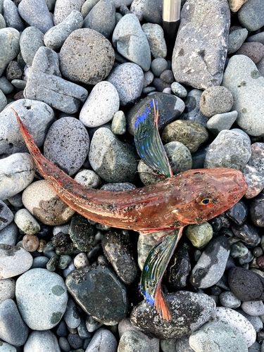 ホウボウの釣果