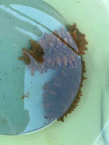 アイナメの釣果