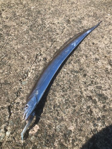 タチウオの釣果