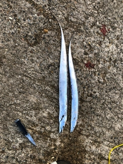 タチウオの釣果