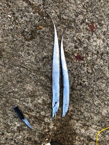 タチウオの釣果