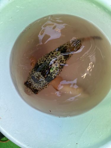 カイユウセンニンフグの釣果