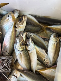 マアジの釣果