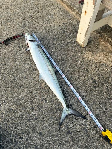 サワラの釣果