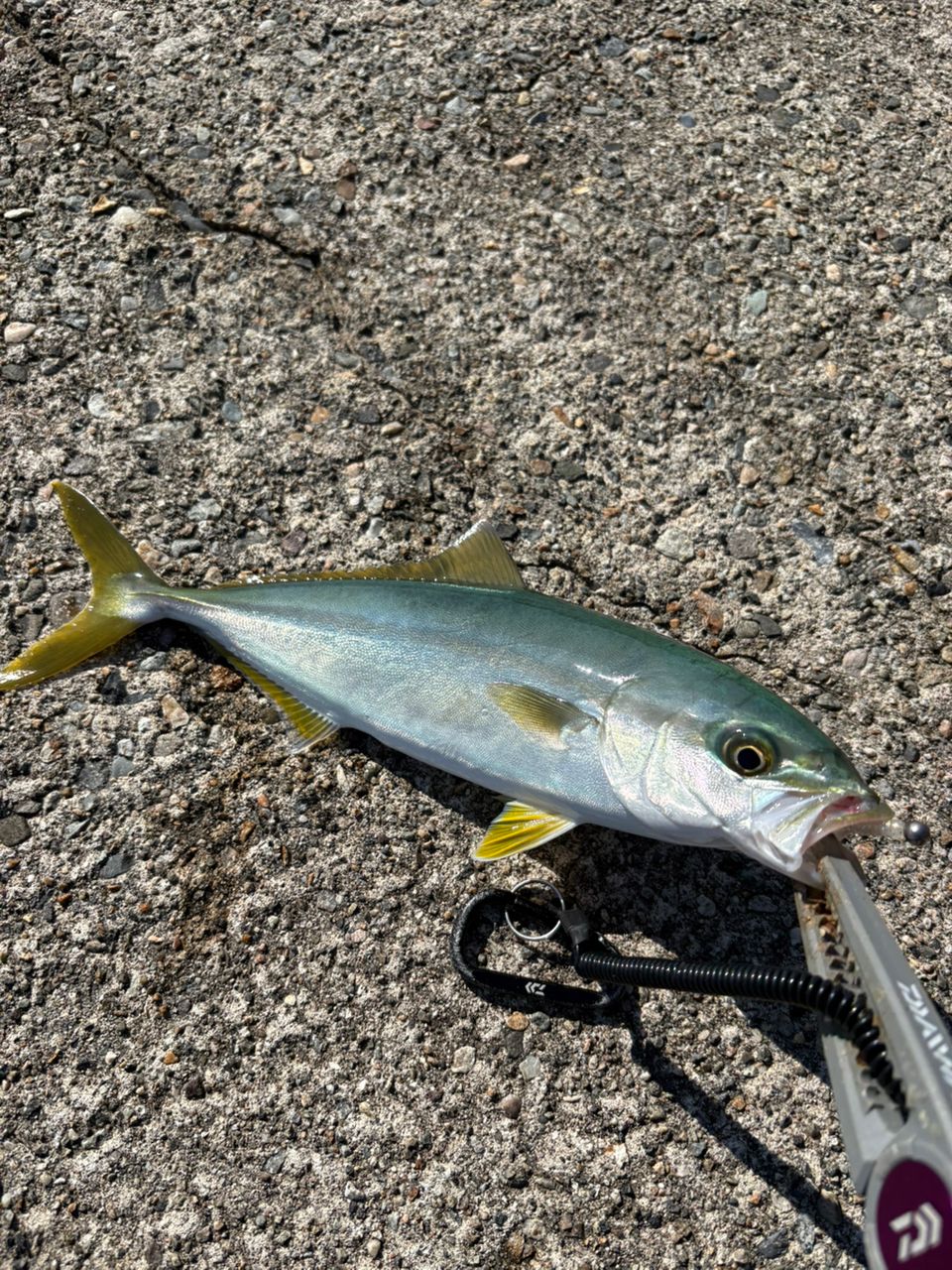 Gamakatsu ラグゼ 宵姫 爽 S63UL-solidの最安値・インプレ・釣果