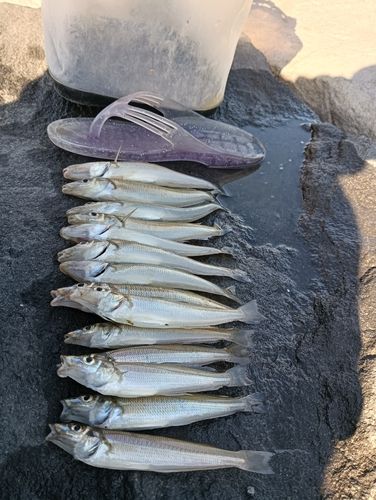 シロギスの釣果