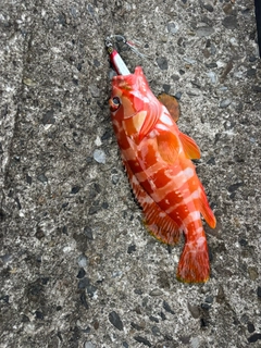 アカハタの釣果