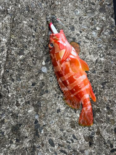 アカハタの釣果