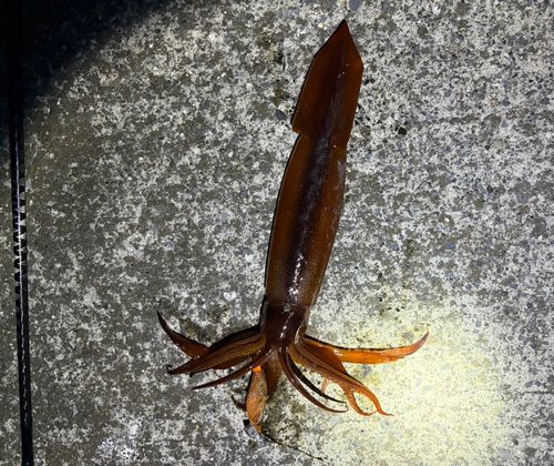 スルメイカの釣果