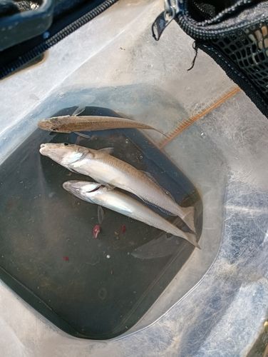 茅ヶ崎ヘッドランド