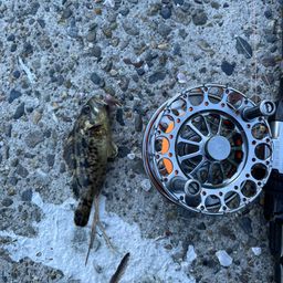 タケノコメバル