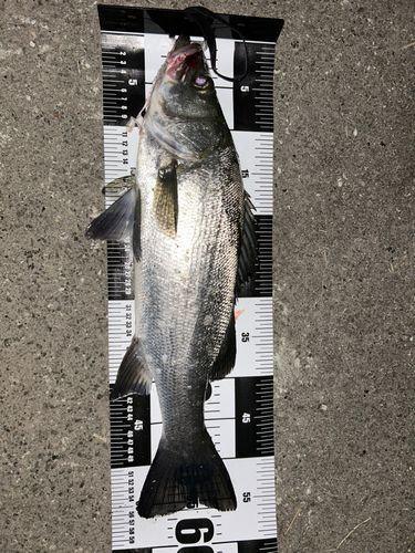 ヒラスズキの釣果