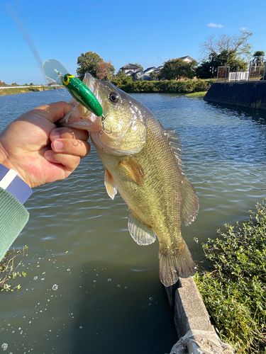 ブラックバスの釣果