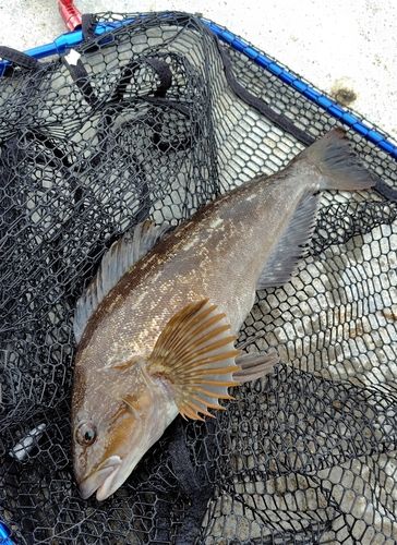 アイナメの釣果