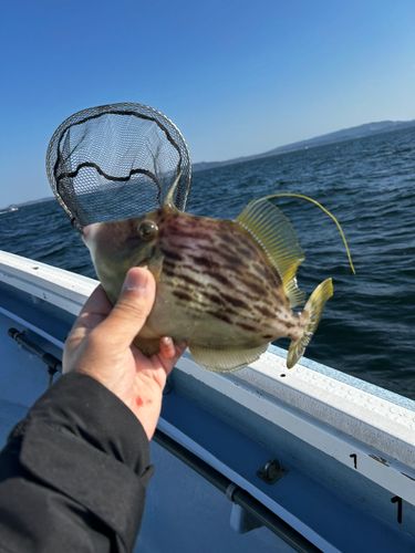 カワハギの釣果