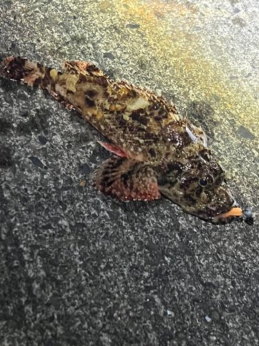 オニカサゴの釣果