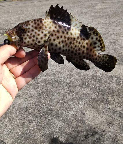 シロブチハタの釣果