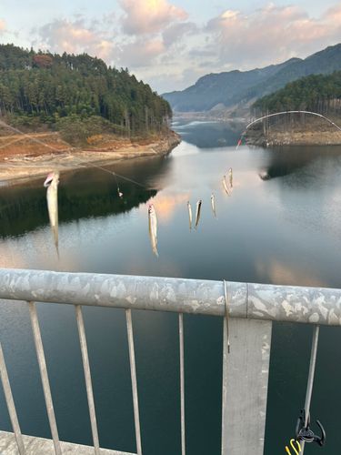 ワカサギの釣果