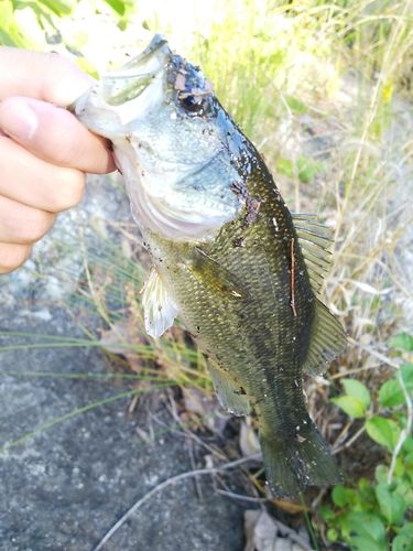 ラージマウスバスの釣果