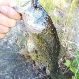 ラージマウスバス