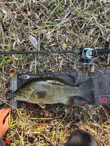 スモールマウスバスの釣果