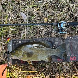 スモールマウスバス