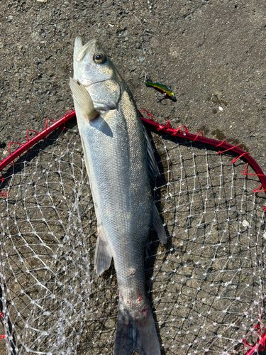 フッコ（マルスズキ）の釣果