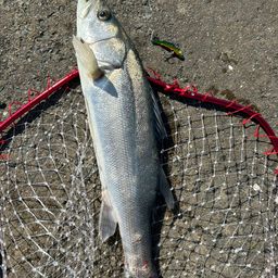 フッコ（マルスズキ）