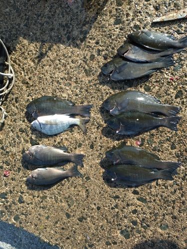 グレの釣果