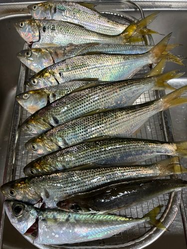 コノシロの釣果