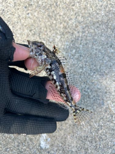 アナハゼの釣果