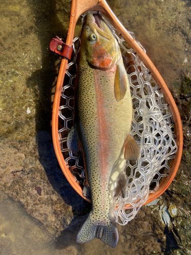 ニジマスの釣果