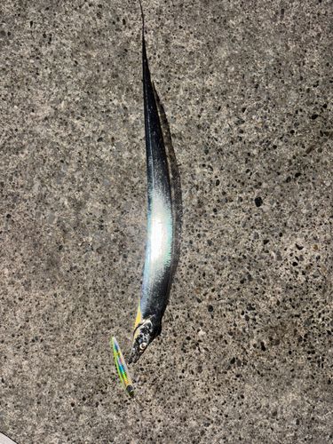 京浜運河（川崎）