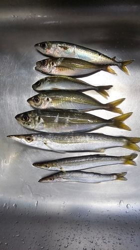 アカカマスの釣果