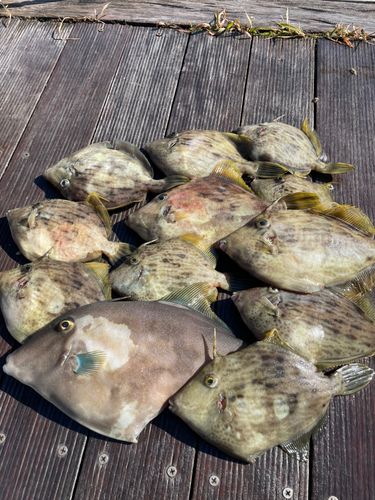 カワハギの釣果